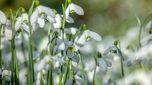 Imbolc: The Season of Quiet Magic & New Beginnings